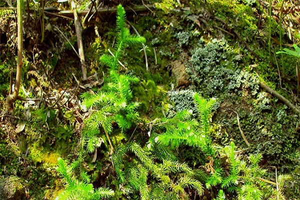 伸筋草的功效與作用,小伸筋草