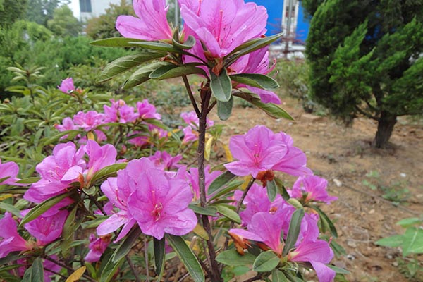 杜鵑花語大全 杜鵑花有毒嗎