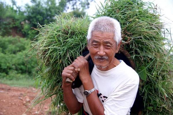 老頭草是什麼？老頭草的功效與作用