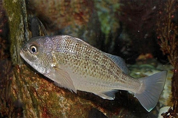 深海魚