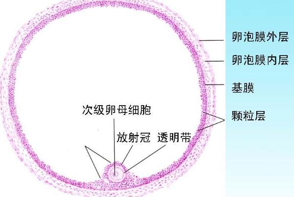 卵泡生長速度