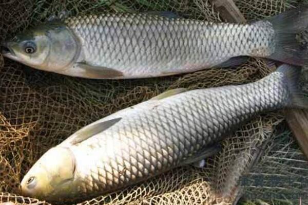 青魚,青魚的營養價值,青魚膽草,大青魚