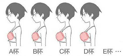清楚罩杯大小示意圖 選對適合自己的文胸