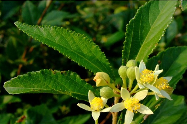 椴樹花紫稍花香椿花的不同藥用價值