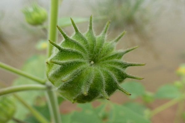 磨盤草簡介 磨盤草的功效與作用