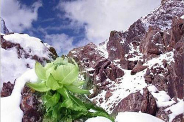 天山雪蓮怎麼吃 天山雪蓮的功效與作用