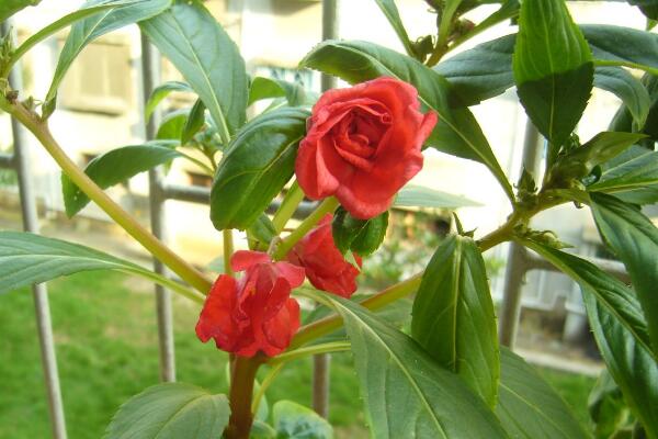 茶花鳳仙的養殖及用途