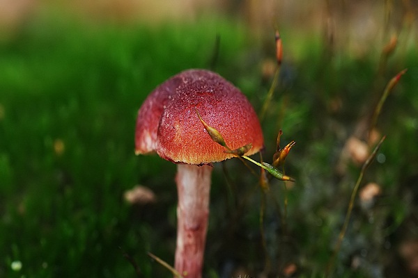 紅菇的營養價值 紅菇的做法