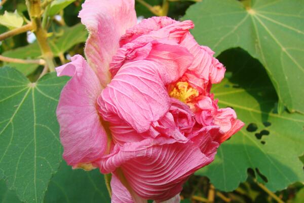 芙蓉花的養殖作用及花語