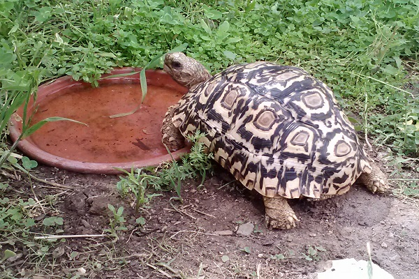  白豹龜與花豹龜的區分 白豹龜飼養註意事項