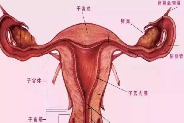 女性生殖生理,女性生殖,女性生殖器圖片,女性,生殖