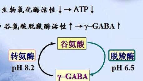 代謝性酸中毒