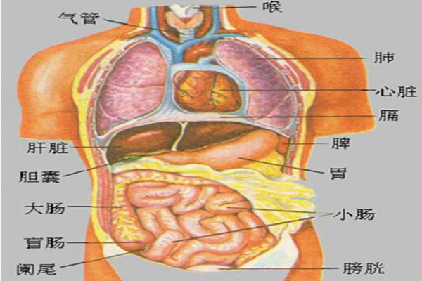 五臟六腑器官分佈圖 教你掌握人體的秘密