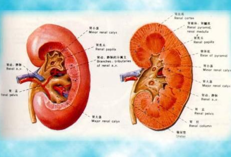 如何有效地給腎臟排毒