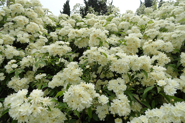  木香花的功效和作用