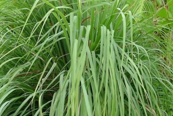 香茅是什麼,香茅油,香茅草