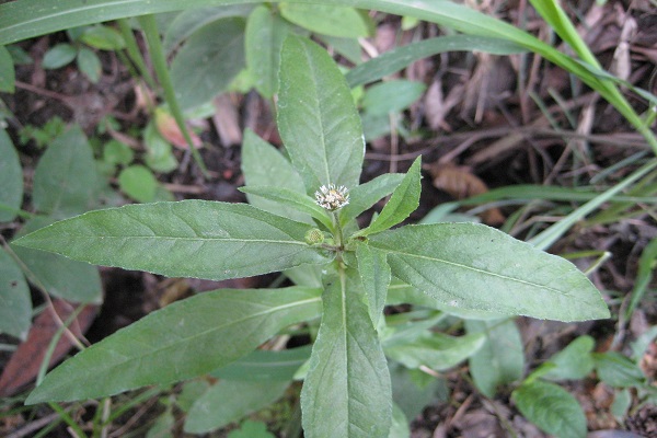 小草烏 草烏頭