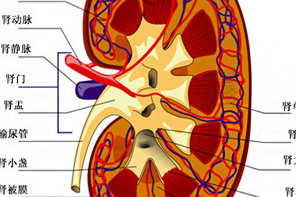 腎結石的原因_腎結石的飲食註意_腎結石多大需要碎石