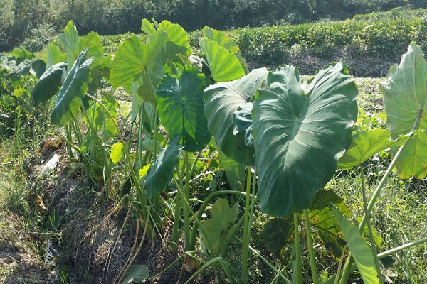 挖芋頭的方法