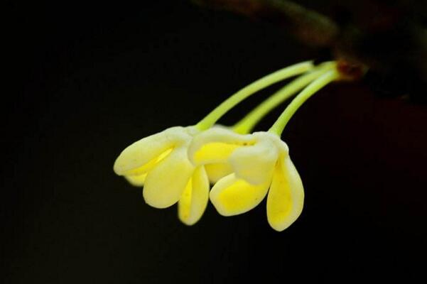 桂花陳酒,幹桂花,桂花的作用,桂花