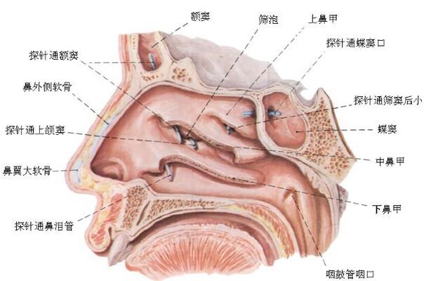 孕婦鼻子不通氣怎麼辦