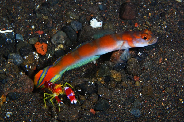 蝦虎魚 狼牙蝦虎魚 紫鰻蝦虎魚