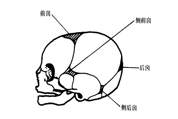 囟門早閉是什麼情況 囟門閉合時間