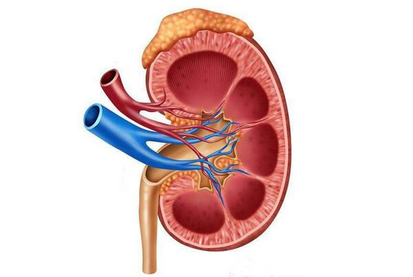 成人腎病多源於兒童期 怎樣知道寶寶腎臟生病瞭？