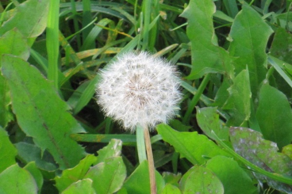 芥葉蒲公英是什麼 大葉蒲公英功效與作用