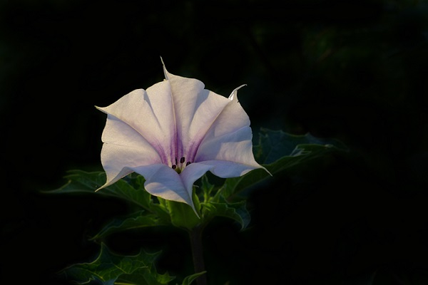 曼陀羅花簡介 曼陀羅花有什麼功效