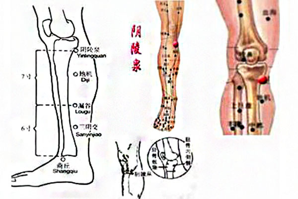 陰陵泉穴位位置圖_陰陵泉穴位