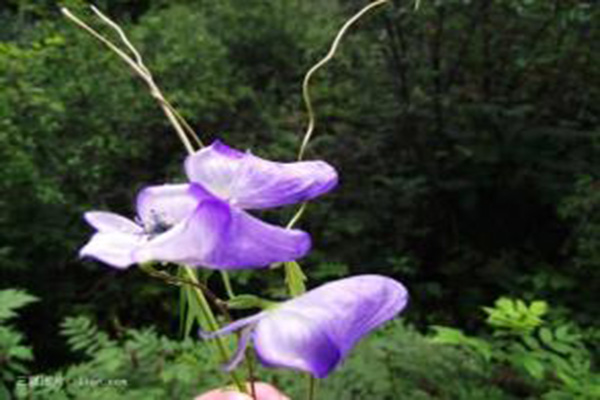 附子花資料 附子花花語和毒性